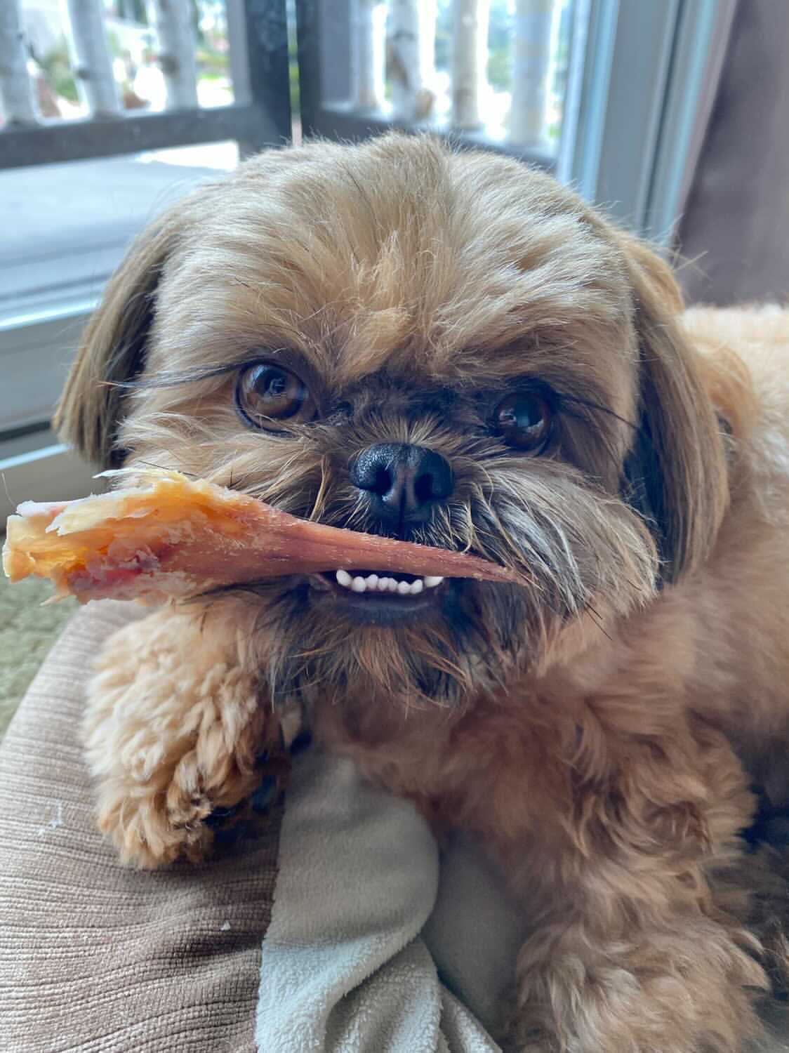 Pig Ears Naked Beasts