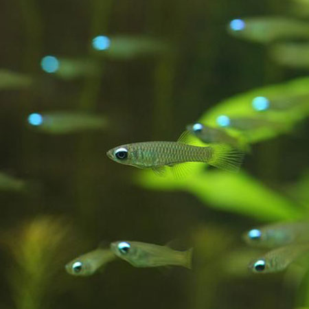 The Killie Lamp-Eye - Norman's Lampeye Killifish (Poropanchax normani) Killifish Danaqua Live Fish & More