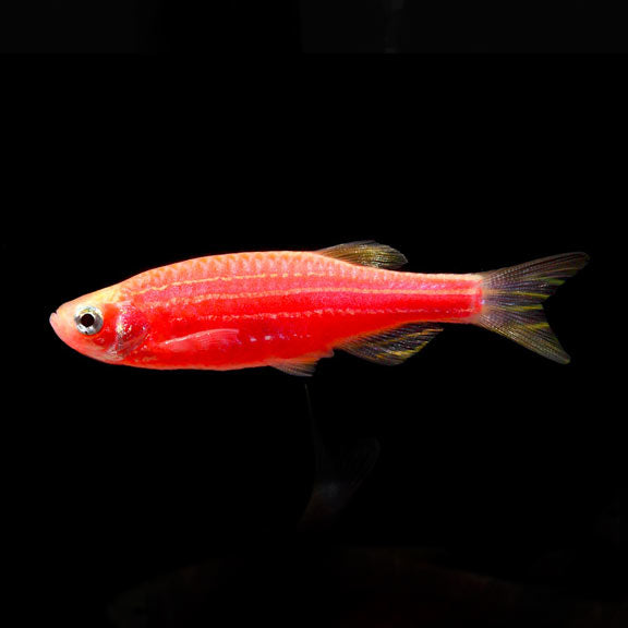 Zebra Danios RED DANIO Danaqua Live Fish & More