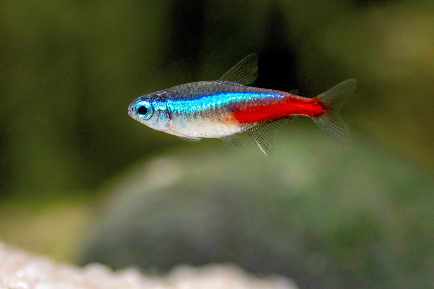 Neon Tetra (PACK OF 6) TETRA Danaqua Live Fish & More