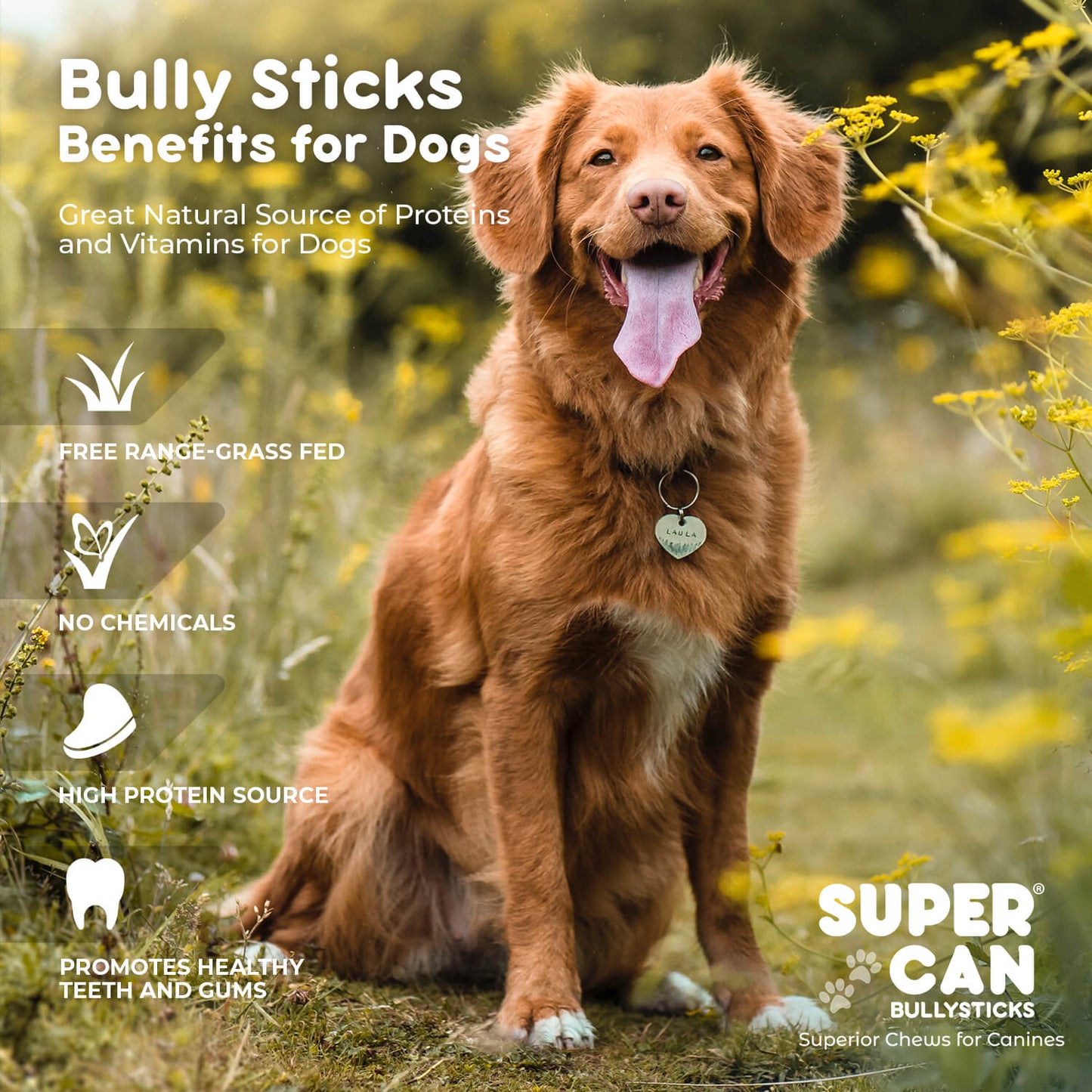 6" Junior Bully Sticks (25 sticks bag) Bully Sticks for Dogs SuperCan Bully Sticks