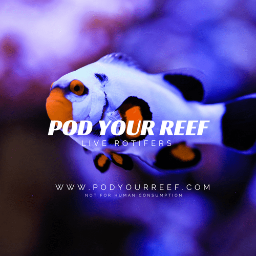 Rotifers Zooplankton Pod Your Reef