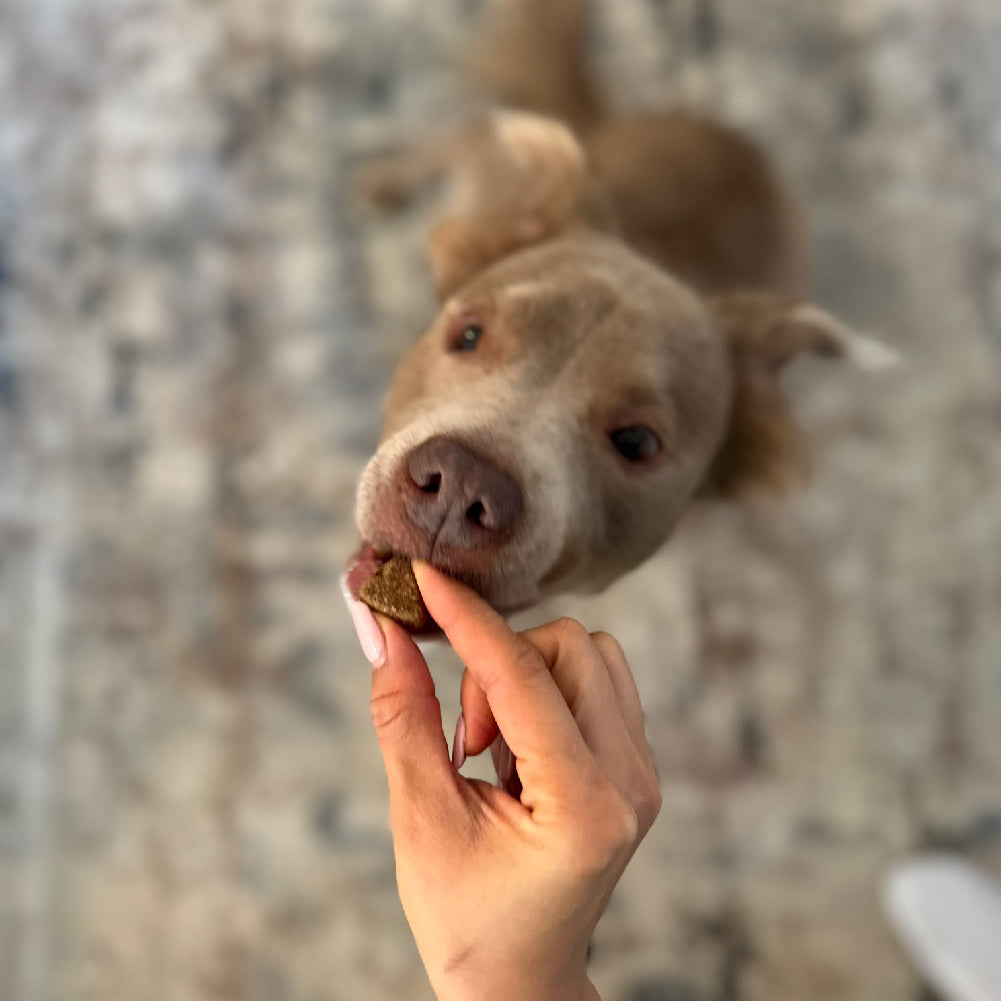 Allergy & Immune Chews (90 Chews) Freezbone