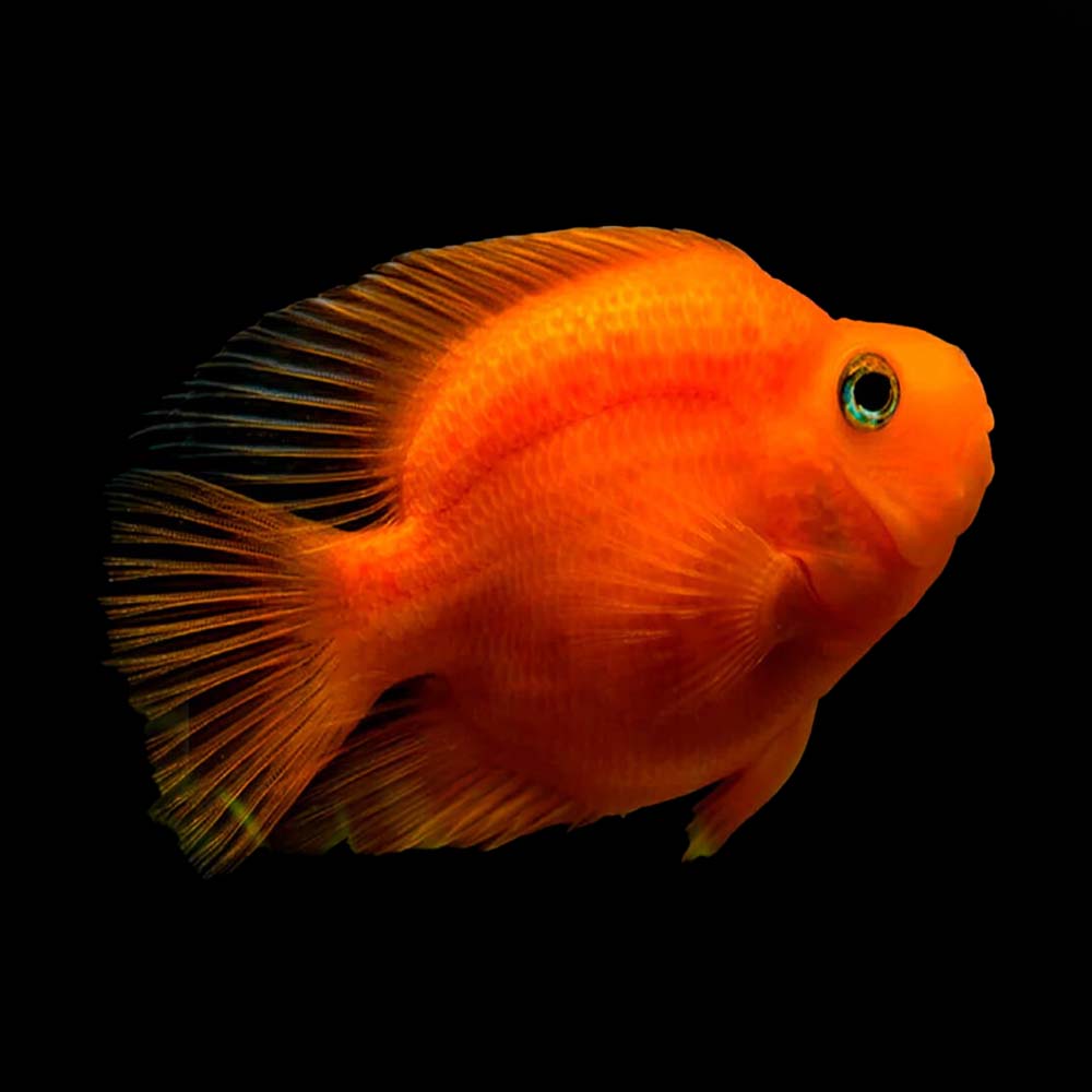 Red Parrotfish AMERICAN CICHLID Danaqua Live Fish & More
