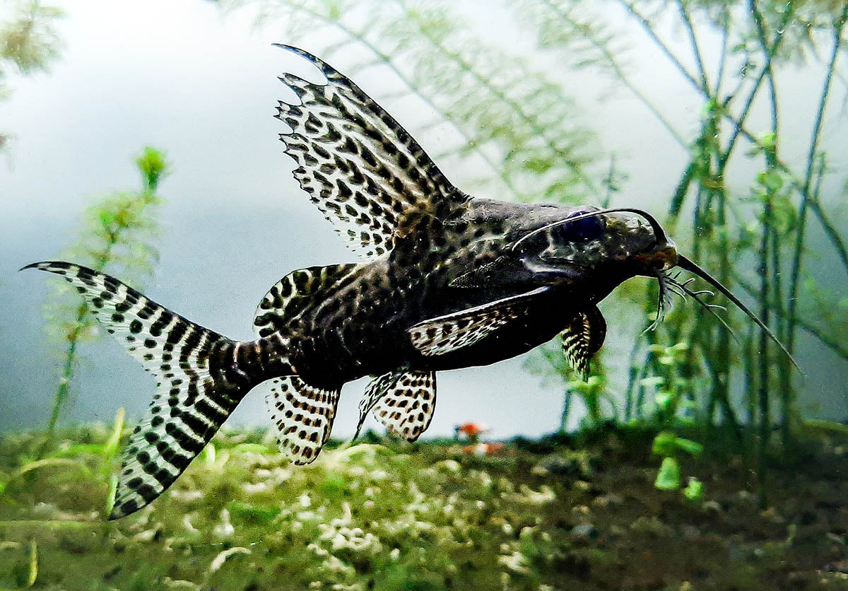 Synodontis angelicus (Angel Catfish) and Synodontis eupterus (Featherfin Catfish) CATFISH Danaqua Live Fish & More