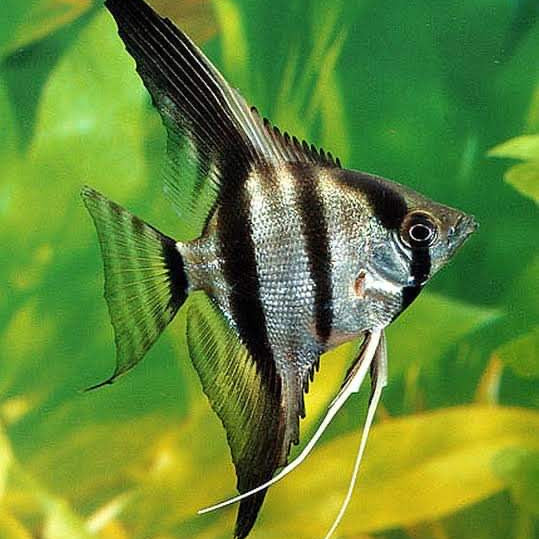 Silver Angelfish ( Pterophyllum scalare) MEDIUM ANGELFISH Danaqua Live Fish & More