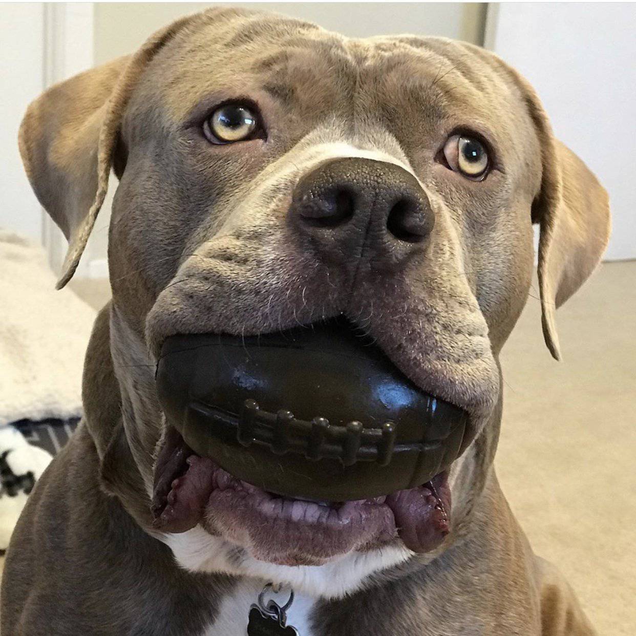 Football eDispenser Durable Rubber Chew Toy and Treat Dispenser Rubber Dog Toys SodaPup/True Dogs, LLC