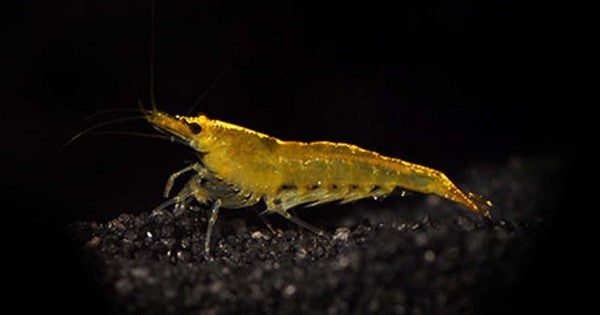 Yellow shrimp SHRIMP Danaqua Live Fish & More