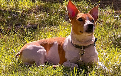 Still time for summer fun!