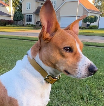 Biothane collars by Chief Treats