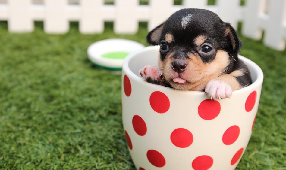 Gift Card Gift Card Dogline