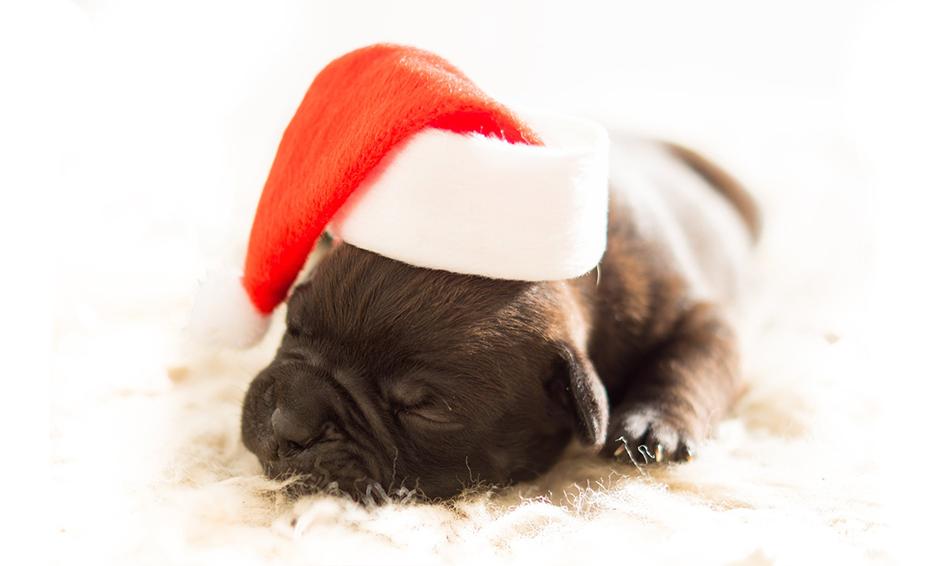 Gift Card Gift Card Dogline