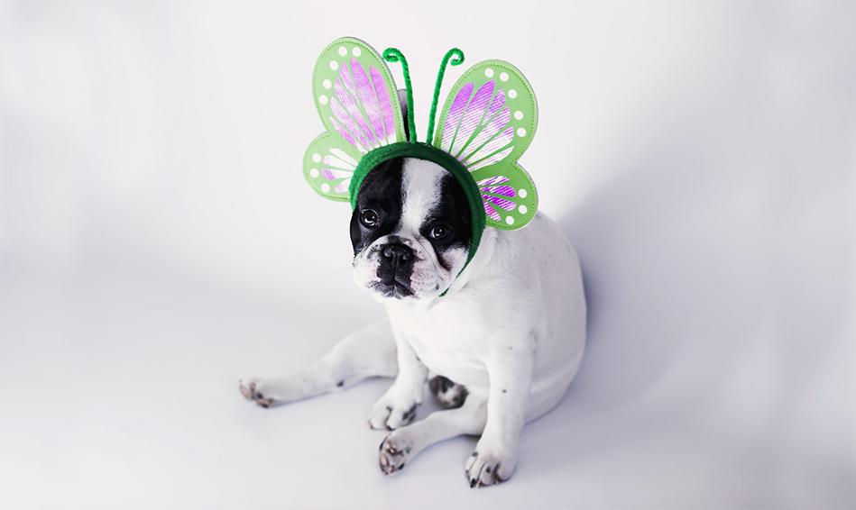 Gift Card Gift Card Dogline