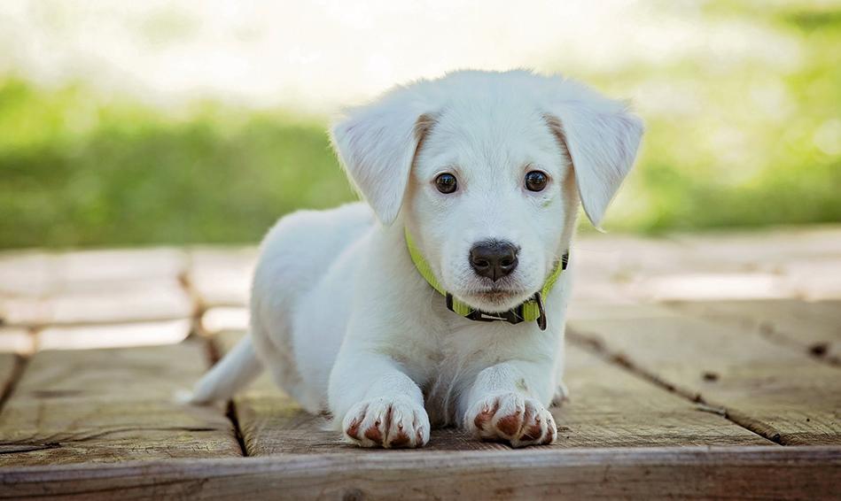 Gift Card Gift Card Dogline