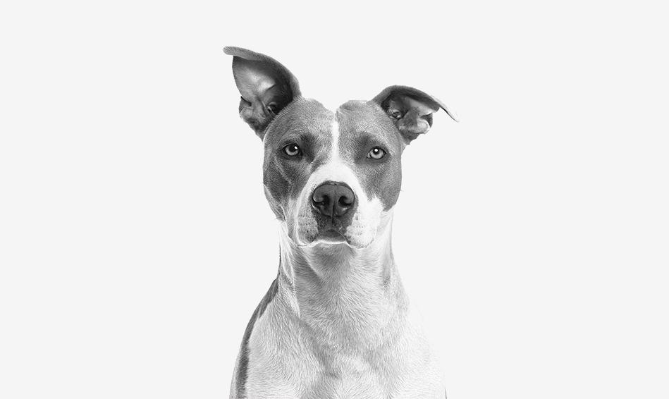 Gift Card Gift Card Dogline