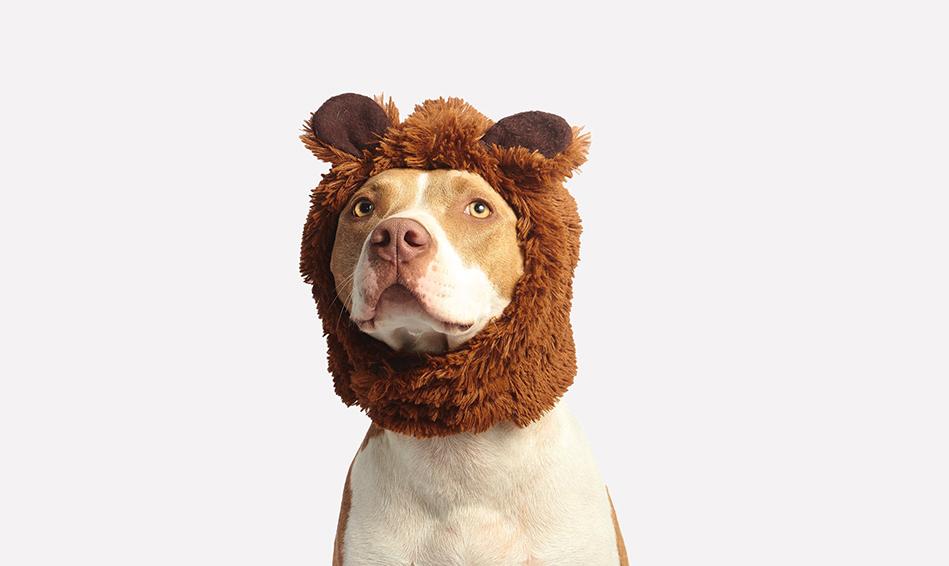 Gift Card Gift Card Dogline