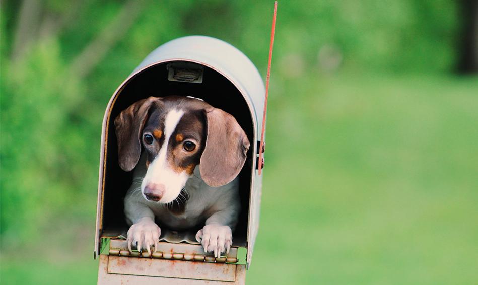 Gift Card Gift Card Dogline