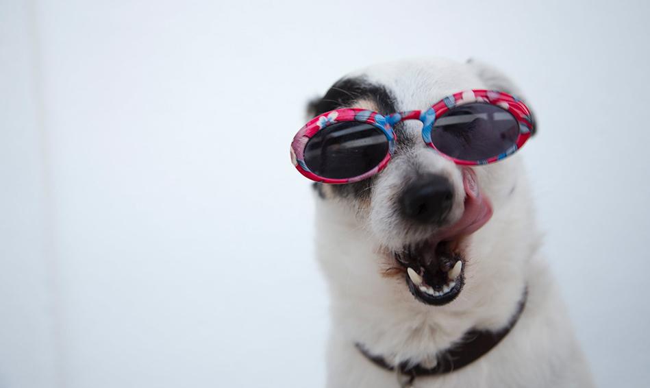 Gift Card Gift Card Dogline