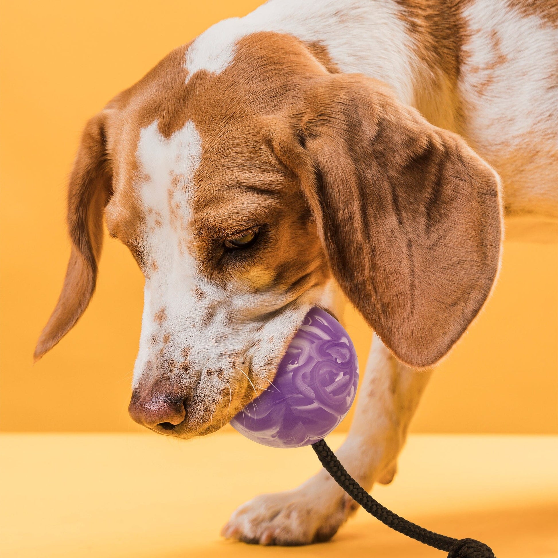 Rubber Euro Ball with Rope Dog Toys Dogline