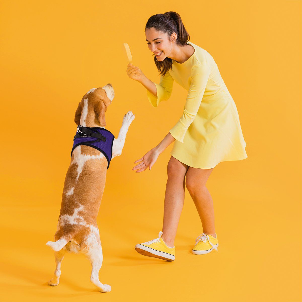 York Mesh Dog Harness Dog Harnesses Dogline