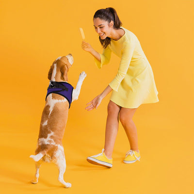 York Mesh Dog Harness Dog Harnesses Dogline