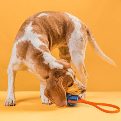 Rubber Spiral Ball with Biothane Handle Dog Toys Dogline