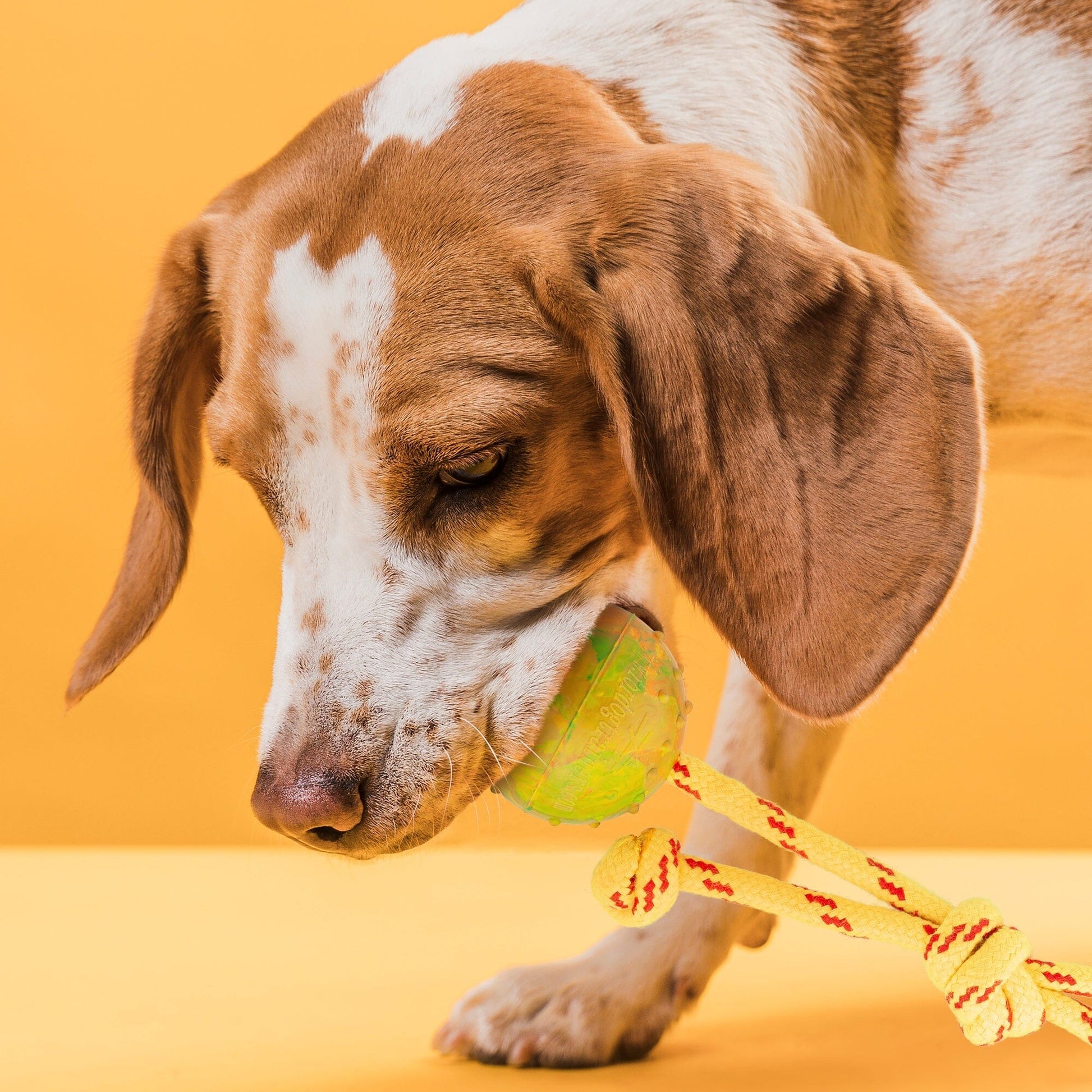 FDT Rubber Dog Ball on Rope, Small - Diameter 2" (5 cm) Dog Toys Dogline