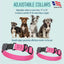 Dogline Biothane Waterproof Dog Collar with Herm Sprenger Stainless Steel Quick Release Buckle Dog Collar Dogline