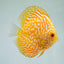 Yellow Pigeon Blood Discus 4"+ DISCUS Danaqua Live Fish & More