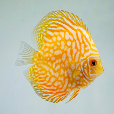 Yellow Pigeon Blood Discus 4" DISCUS Danaqua Live Fish & More