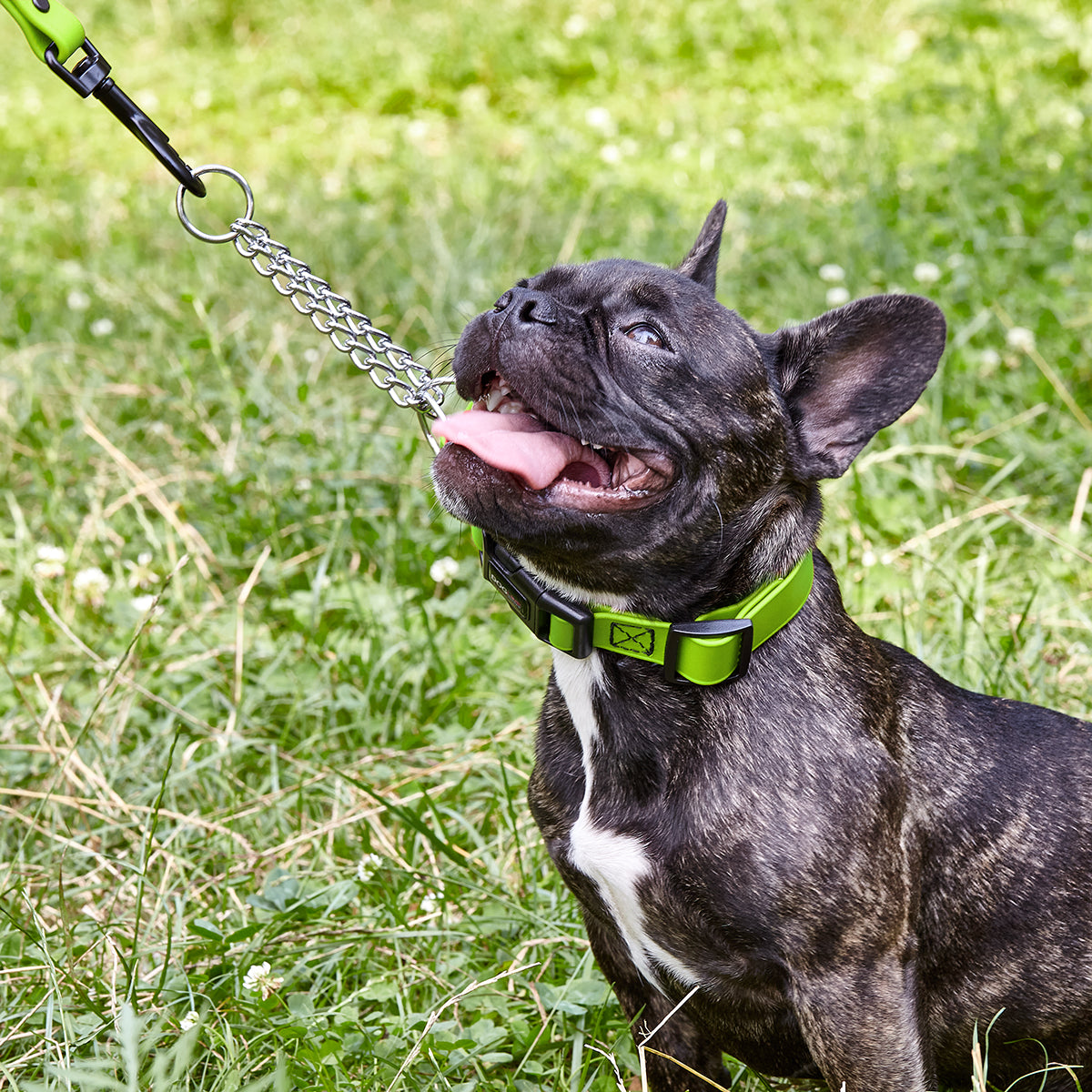 Biothane Adjustable Martingale Collar with Quick Release Buckle Dog Collars Dogline