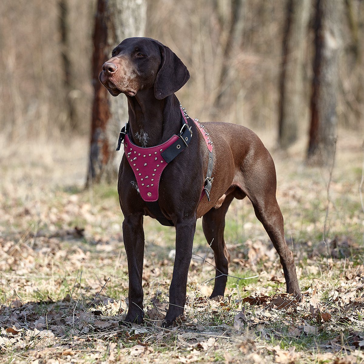 Leather + Nylon Spiked Dog Harness Dog Harnesses Dogline