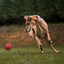 Rubber Euro Ball Dog Toys Dogline