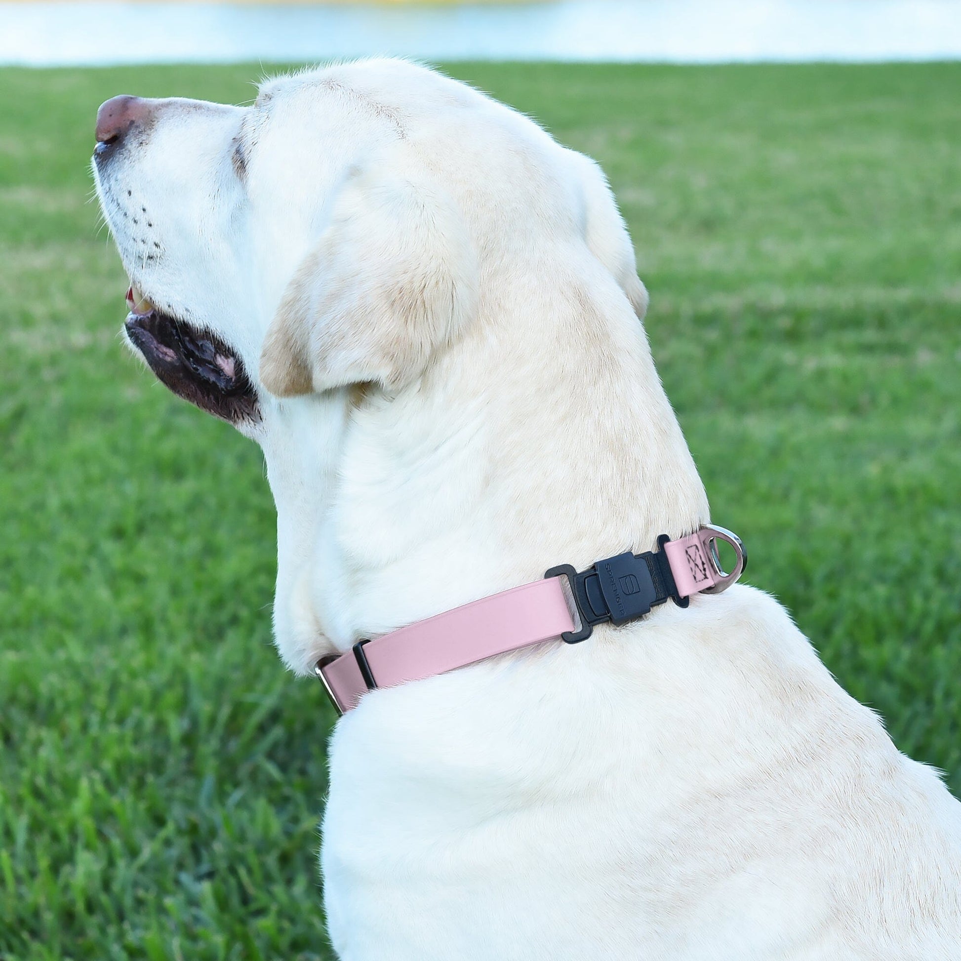 Dogline Biothane Waterproof Dog Collar with Herm Sprenger Stainless Steel Quick Release Buckle Dog Collar Dogline
