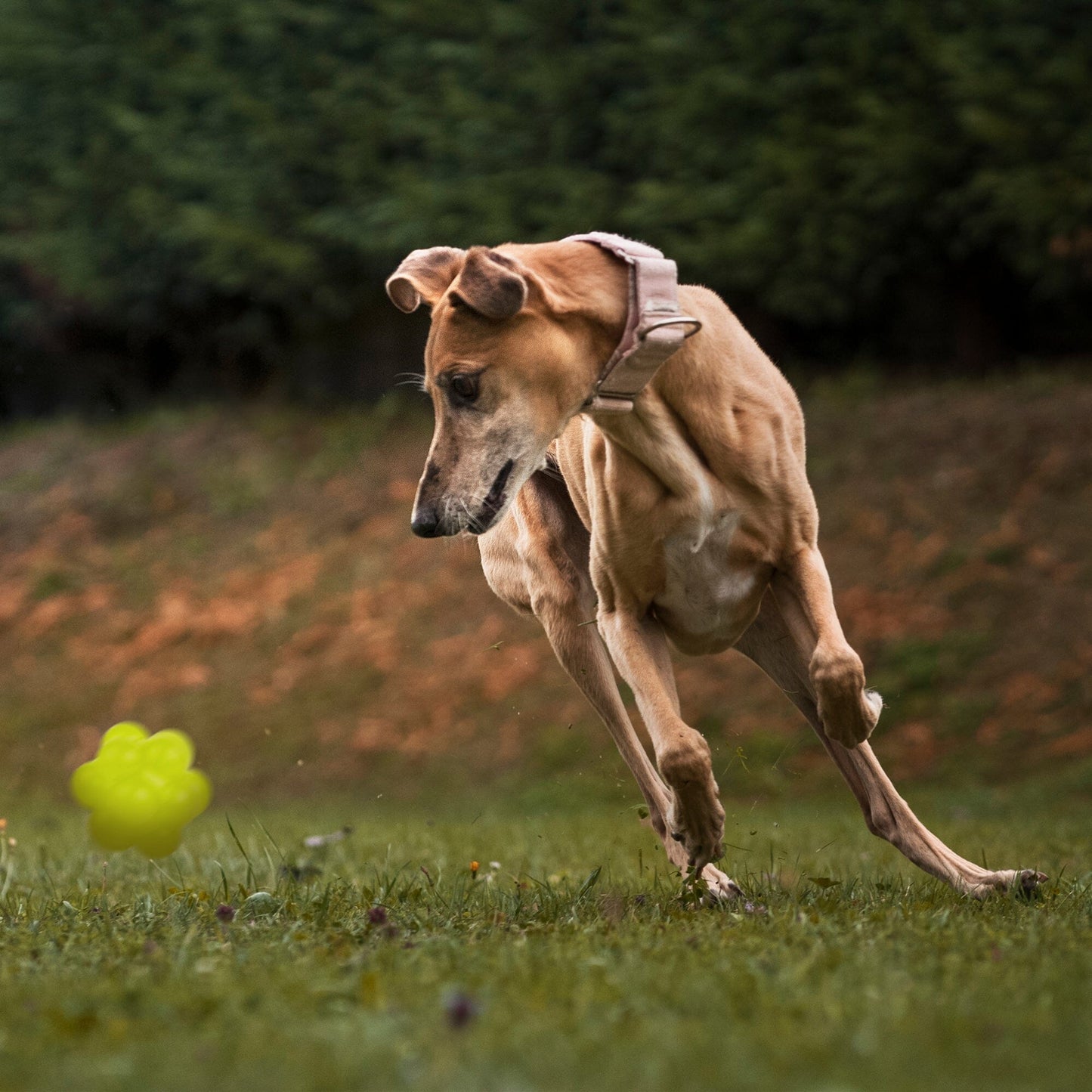 Rubber Bur Ball Dog Toys Dogline