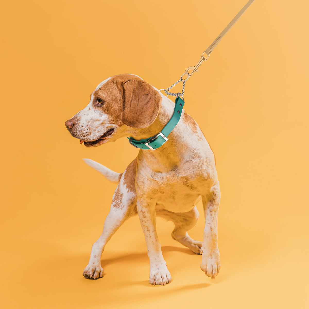 Biothane Adjustable Martingale Collar with Metal Buckle Martingale Dog Collar Dogline