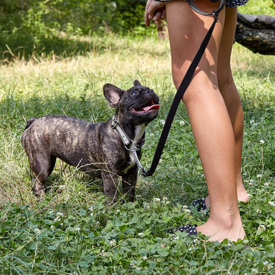 Reflective Biothane Martingale Collar for Dogs Martingale Dog Collar Dogline