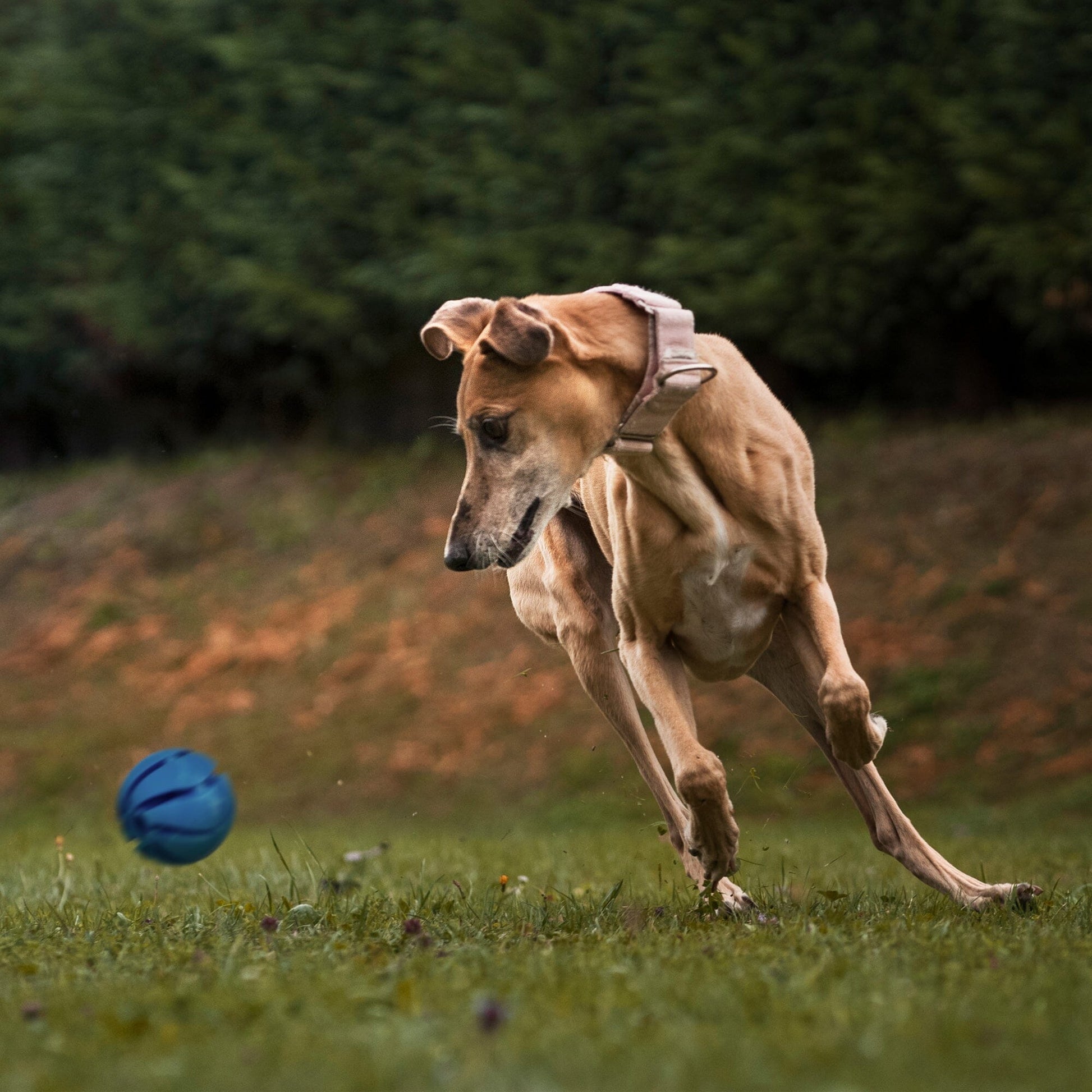 Rubber Spiral Ball Dog Toys Dogline