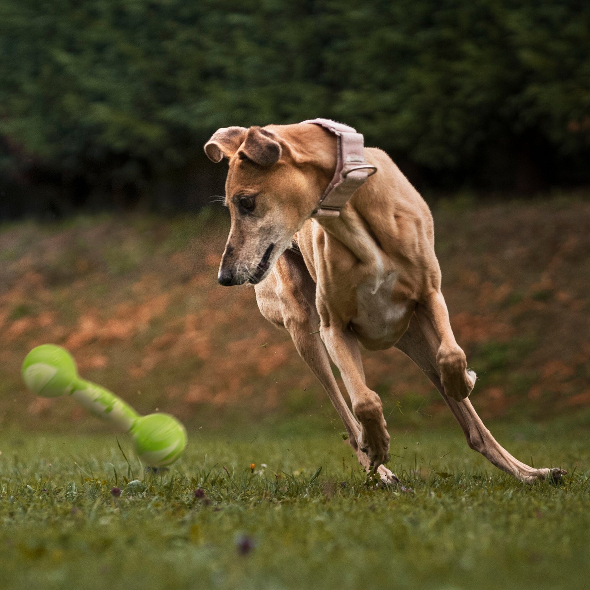 Rubber Dumbbell Toy Dog Toys Dogline