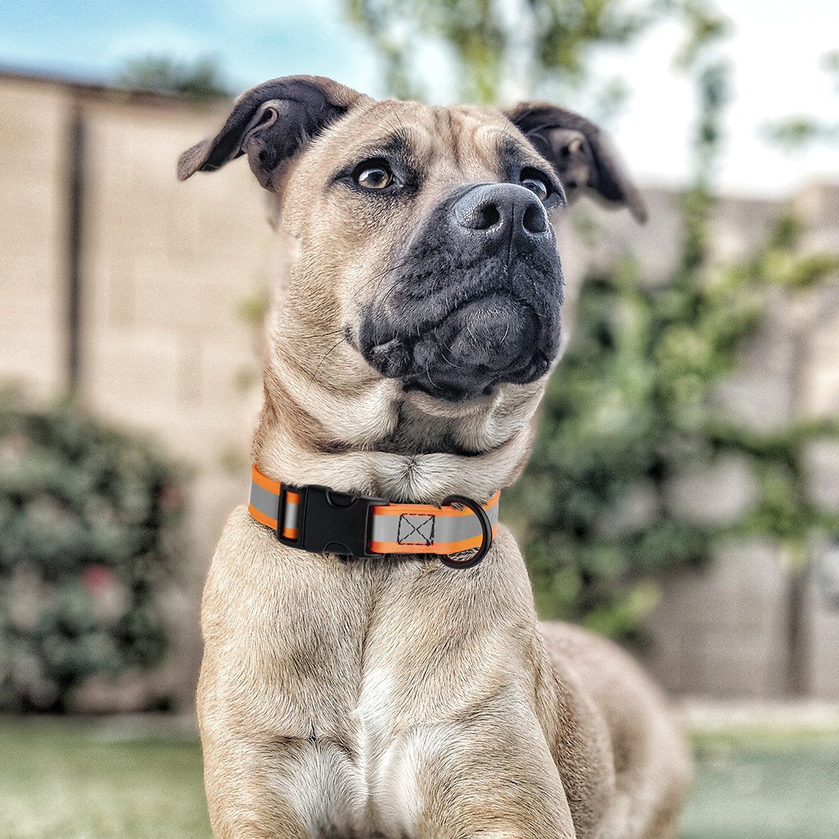 Dogline Biothane Reflective Dog Collar with Quick Release Buckle Dog Collar Dogline