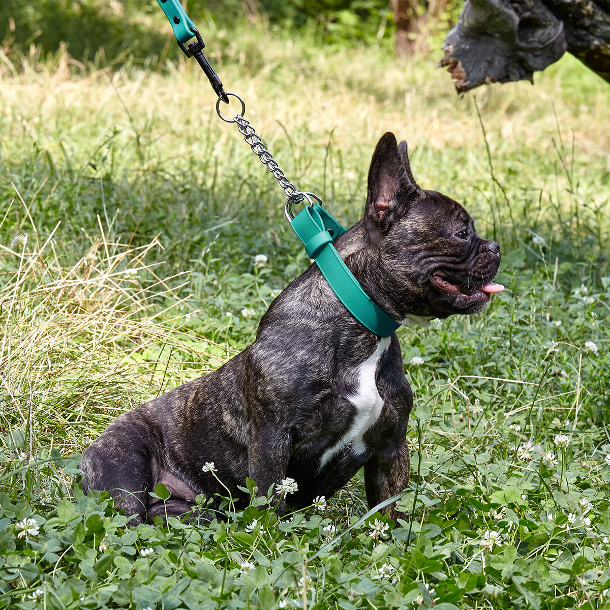 Biothane Adjustable Martingale Collar for Dogs Martingale Dog Collar Dogline