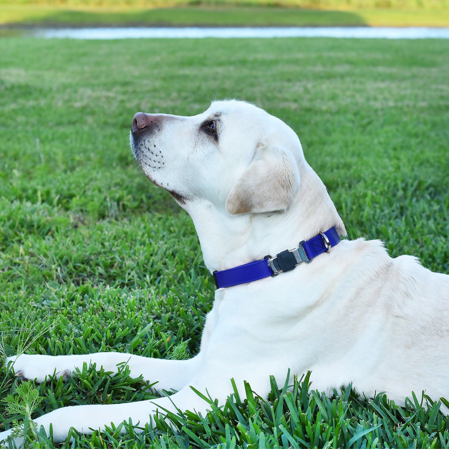 Dogline Biothane Waterproof Dog Collar with Herm Sprenger Stainless Steel Quick Release Buckle Dog Collar Dogline