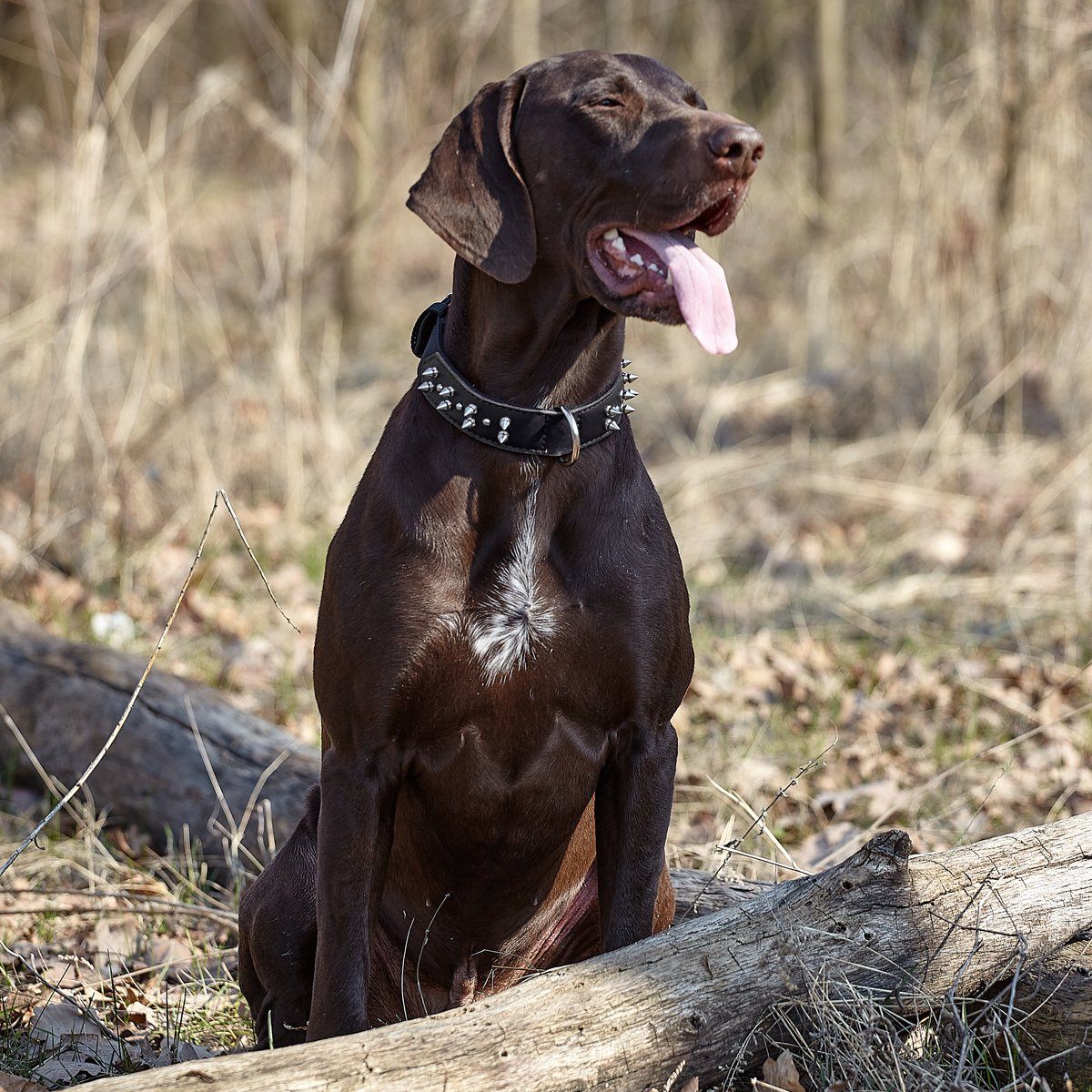 Leather + Nylon Spiked Dog Collar Dog Collar Dogline