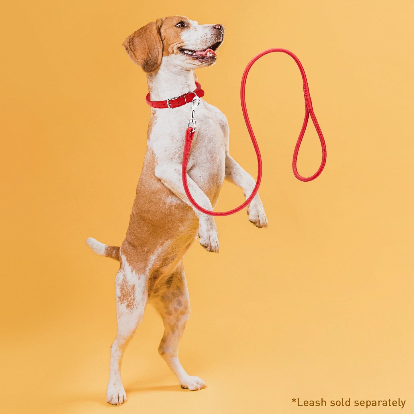 Soft Leather Round Dog Collar Dog Collar Dogline