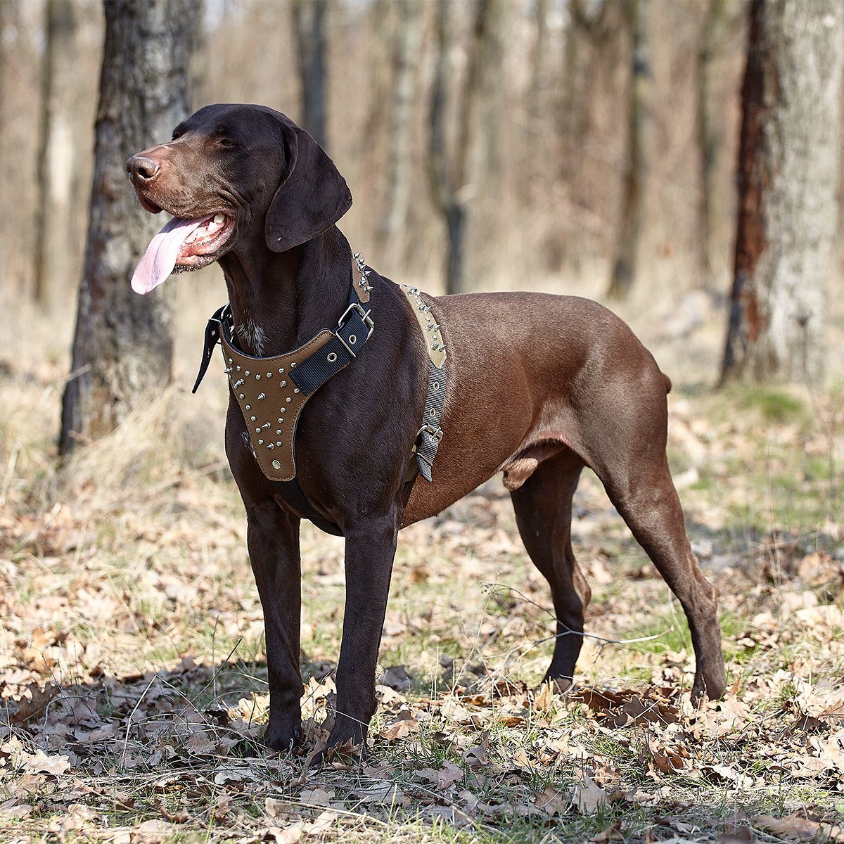 Leather + Nylon Spiked Dog Harness Dog Harnesses Dogline