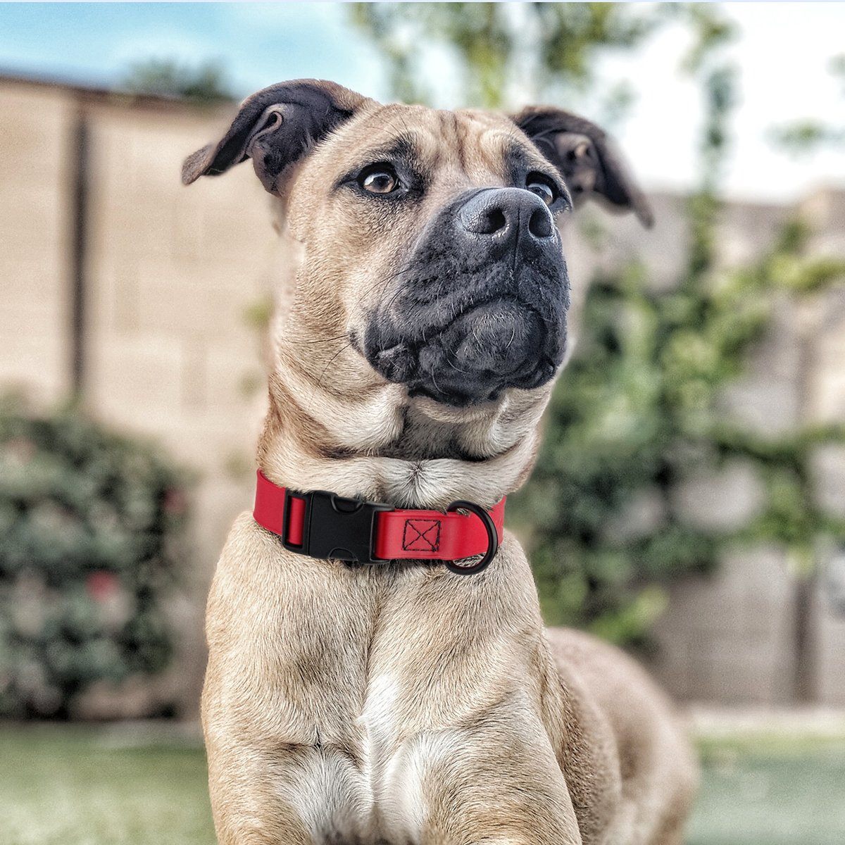 Dogline Biothane Waterproof Dog Collar with Quick Release Buckle Dog Collar Dogline