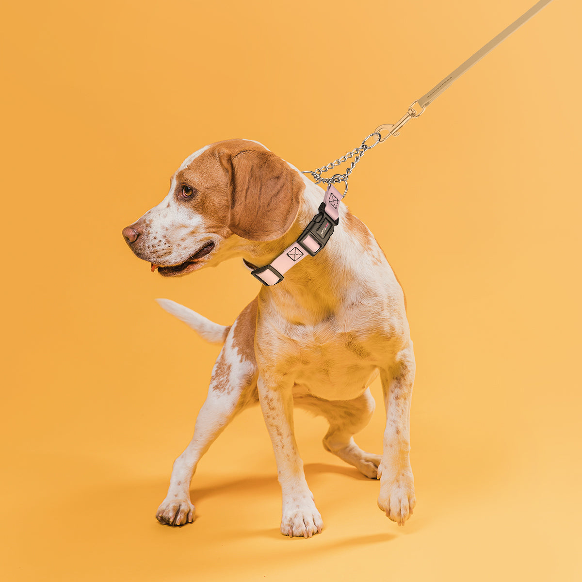 Biothane Adjustable Martingale Collar with Quick Release Buckle Dog Collars Dogline