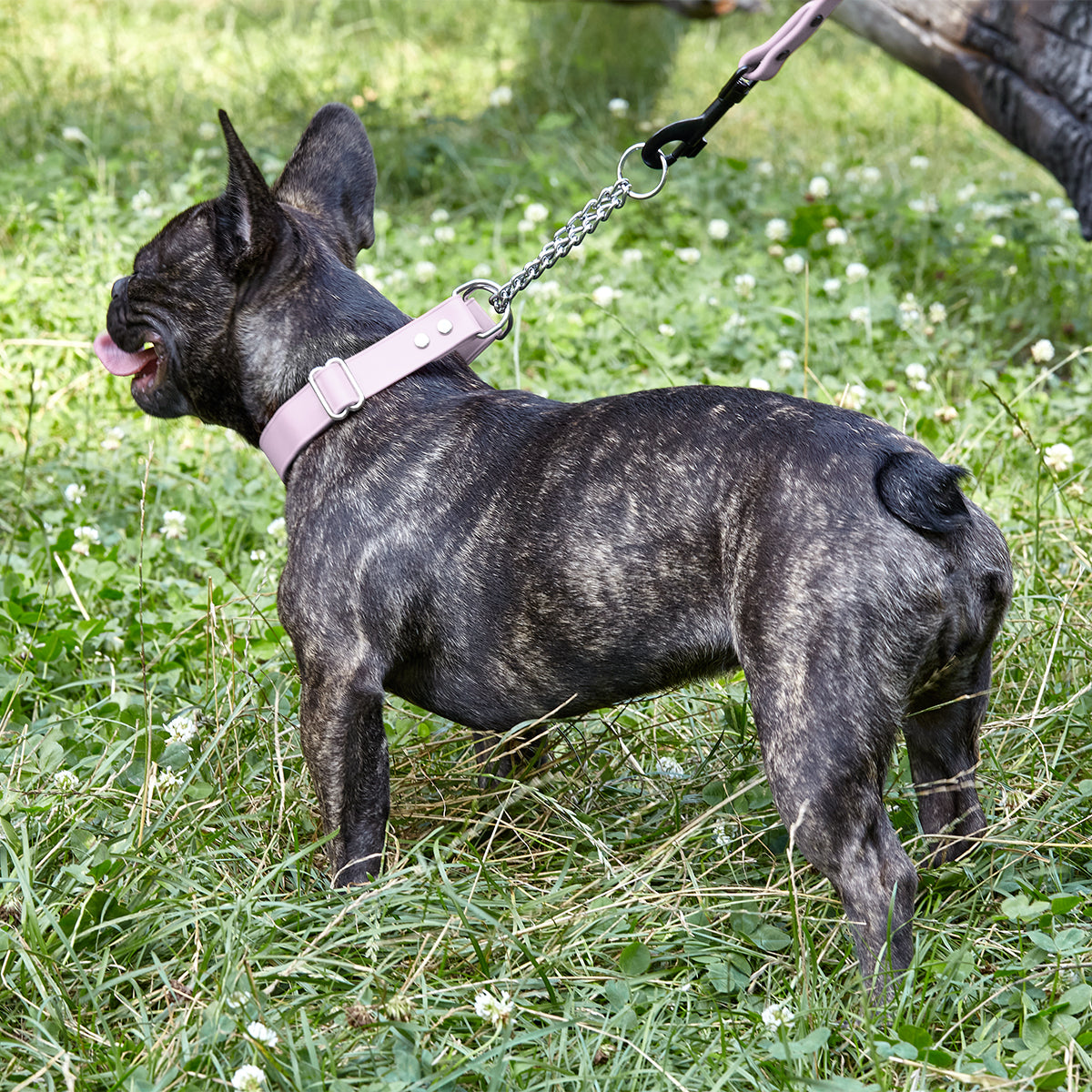 Biothane Adjustable Martingale Collar for Dogs Martingale Dog Collar Dogline