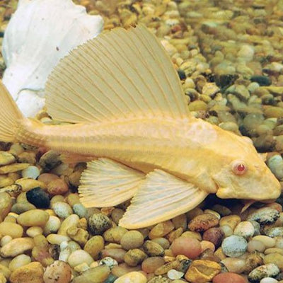 Gibbiceps Albino Pleco (Albino Sailfin Pleco) PLECO Danaqua Live Fish & More