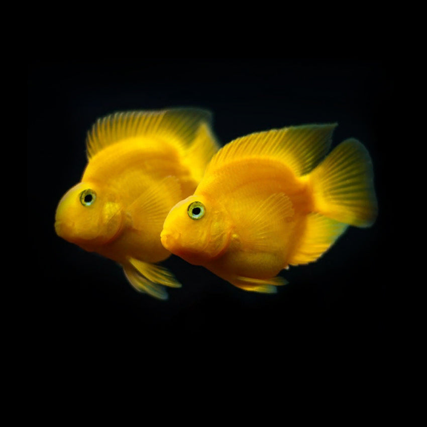 Yellow Parrotfish AMERICAN CICHLID Danaqua Live Fish & More